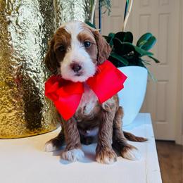 Red - Red  male Goldendoodle puppy in Miami, Florida from GoldStar Doodles USA