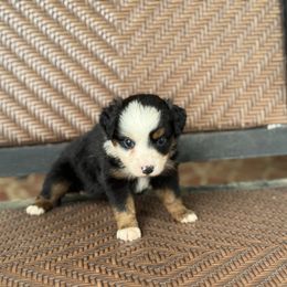 Daisy - Black tri female Toy Australian Shepherd puppy in Troy, South Carolina from Stockman Farms