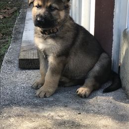 German Shepherd Puppies from Stonewick German Shepherds