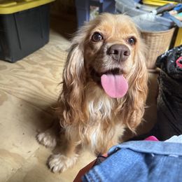 Bailey - Cocker Spaniel
