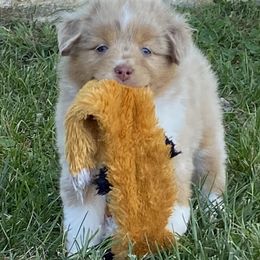 Fanny Lou - Red merle female Miniature Australian Shepherd puppy in California, Kentucky from Sonlight Ridge Aussies