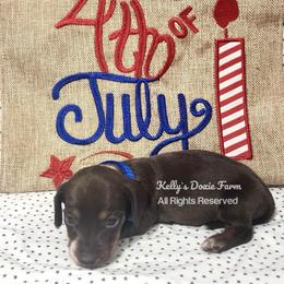 Chocolate and Tan Male Smooth Coat Blue Collar - Chocolate and tan male Dachshund puppy in Cleveland, Tennessee from Kelly's Doxie Farm