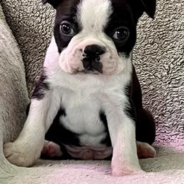 Boston Terrier Puppies from RottNBostons