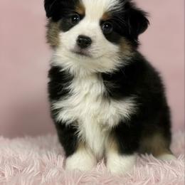 Aussiedoodle, Australian Shepherd, Miniature American Shepherd, and Sporty Mix Puppies from Heart2Heart Pups LLC