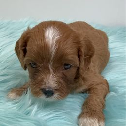 Simba - Red male Cavapoo puppy in Miami, Florida from Mario’s Pups