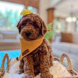 Avalon - Red  female Goldendoodle puppy in Pleasant Grove, Utah from Destination Doodles