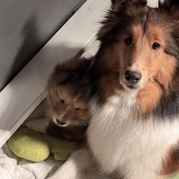 Dalmatian and Shetland Sheepdog Puppies from Karmayne Kennels