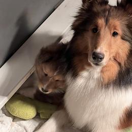Dalmatian and Shetland Sheepdog Puppies from Karmayne Kennels
