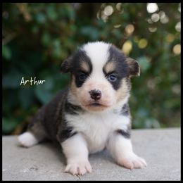 ARTHUR - Black and tan male Pembroke Welsh Corgi puppy in Berea, Kentucky from SunShine Corgis