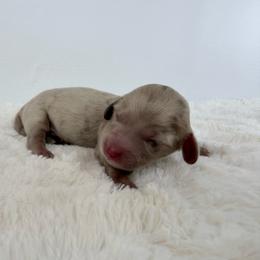 Eiran - Dapple male Dachshund puppy in Sonora, California from HEFFERNAN HOUNDS
