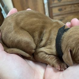 Vizsla Puppies from Carlson Vizslas