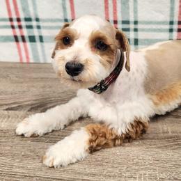 Miniature Schnauzers from Crownedschnauzers