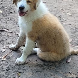 English Shepherd Puppies from ThreeDarkBays English Shepherds