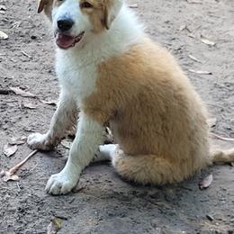 English Shepherd Puppies from ThreeDarkBays English Shepherds