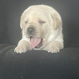 Puppy 5 - Yellow male Labrador Retriever puppy in Beavercreek, Oregon from Sweetwater Spring Labradors