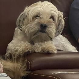 Shorkie All Grown Up from Roover's Oklahoma Shorkies