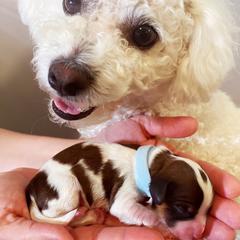 Cavachon, Cavalier King Charles Spaniel, and Cavapoo Puppies from LierChonPoo