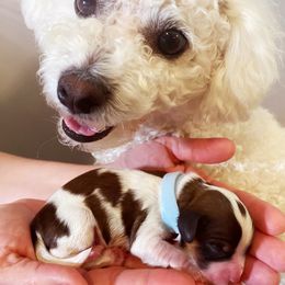 Cavachon, Cavalier King Charles Spaniel, and Cavapoo Puppies from LierChonPoo