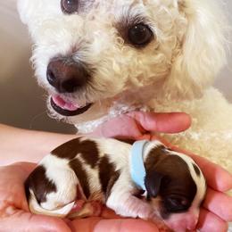 Cavachon, Cavalier King Charles Spaniel, and Cavapoo Puppies from LierChonPoo