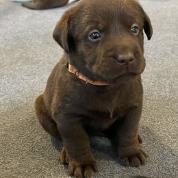 Girl 5 - Labrador Retriever puppy in Elk River, Minnesota from Stueber Labradors
