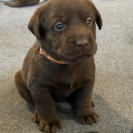 Girl 5 - Labrador Retriever puppy in Elk River, Minnesota from Stueber Labradors