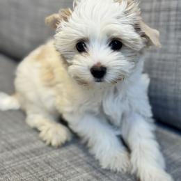 Biewer Terrier Puppies from Olena Niemchynova