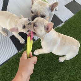 French Bulldog Puppies from Holly Womer
