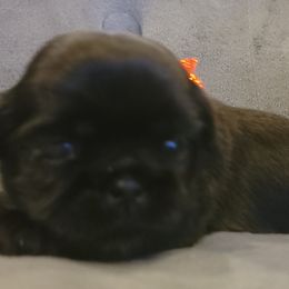 Shih Tzus from AKC Shih Tzu Champion Line Puppies