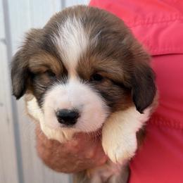 Onyx - Black Collar Male - Sable male Pembroke Welsh Corgi puppy in Victoria, Texas from Clear Creek Corgis