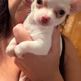 Brady - Cream and white male Chihuahua puppy in New Bedford, Massachusetts from Roark Pack Chihuahua's & Pomsky's