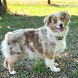 Darla - Miniature American Shepherd