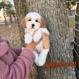 Gingerbread - Red male Bernedoodle puppy in Mount Vernon, Missouri from PoodlelyDoodlely