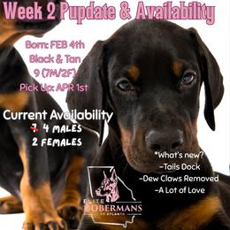 Doberman Pinscher Puppies from Elite Dobermans of Atlanta