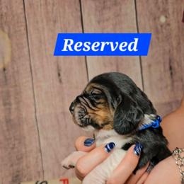 Game Of Thrones - Black white and brown male Basset Hound puppy in Rio Grande City, Texas from Hounds All Night