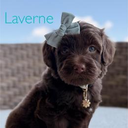Mint Collar - Chocolate female Goldendoodle puppy in Blanchard, Oklahoma from Dream Doodles by Dondi