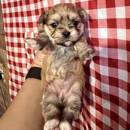 Maltese, Morkie, and Yorkshire Terrier Puppies from California AKC Maltese & Yorkies