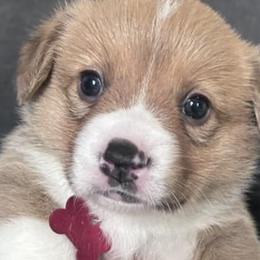 Pembroke Welsh Corgis from Cuddle Bug Corgis