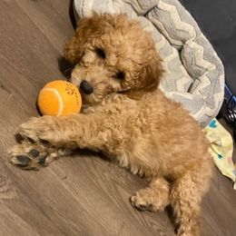 Goldendoodles from Whitty Doodles