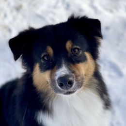 Toasty - Australian Shepherd