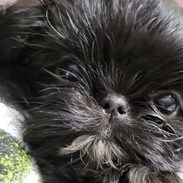 Oreo - Shih Tzu