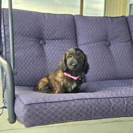 AKC Meet Layla :) - Brindle female Dachshund puppy in Centerville, Iowa from Barnyard Dachshunds, Dals & Doodles