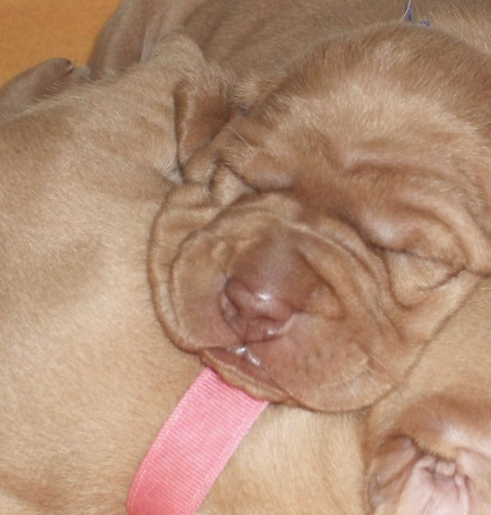 Forest king hot sale vizslas