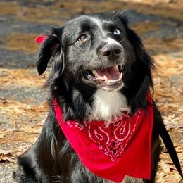 Curby - Miniature Australian Shepherd