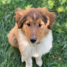 Sadie Cove - Sable and white female Old Time Scotch Collie puppy in Mars Hill, North Carolina from Brambly Mountain Farm