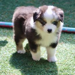 Janet - Blue merle female Miniature Australian Shepherd puppy in South Branch, Michigan from Ross Ranch Mini and Standard Aussie's