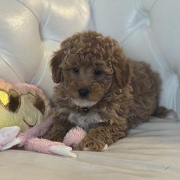 Duckie - Brown male Bernedoodle puppy in Gainesville, Florida from Alyssa Xxweetdoodles