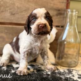 Linus - Liver white and roan male English Springer Spaniel puppy in Uvalda, Georgia from Willow Creek Farms