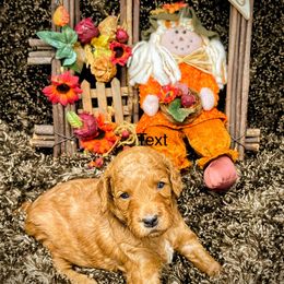 Goldendoodle Puppies from Ming’s Dynasty Doodles
