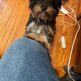 Yorkshire Terrier Puppies from Wild Azalea Yorkies on FB