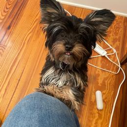 Yorkshire Terrier Puppies from Wild Azalea Yorkies on FB